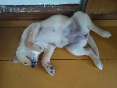 gfgfgfa - pozycje do spanie tego psa nie przestają mnie zadziwiać 
#bunia #pokazpsa