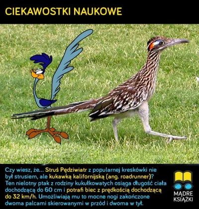 madreksiazki - Cała prawda o Strusiu Pędziwiatrze! :-) #nauka #ciekawostki #humor