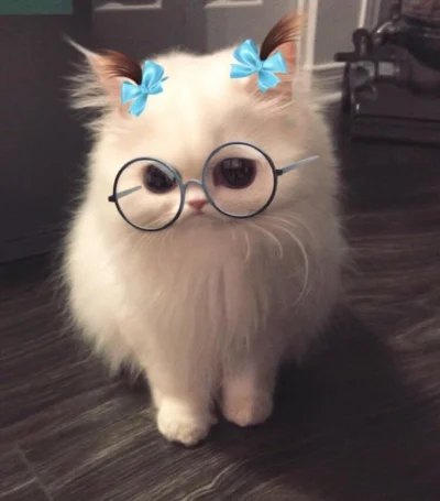 everydayim - #snapchat

Czy działają wam filtry na koty?