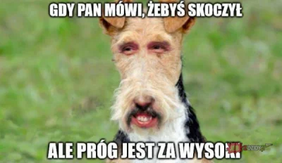 nitro_zeus - #korwin #polityka