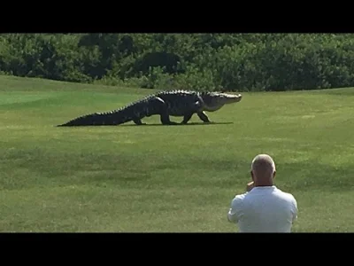 p.....2 - a to wielki skurczybyk! 

Gigantyczny aligator z Florydy

#zwierzaczki ...