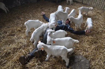 lordwiseguy_prime - Małe kozy są kochane (ʘ‿ʘ) Z sobotnich wykotów (nic się nie urodz...