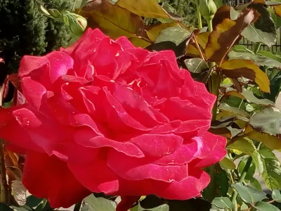 laaalaaa - Róża 74/100 z mojej działki ( ͡° ͜ʖ ͡°)
#mojeroze #chwalesie #ogrodnictwo...