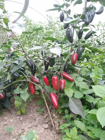 Rembrant - @Rembrant jalapeno