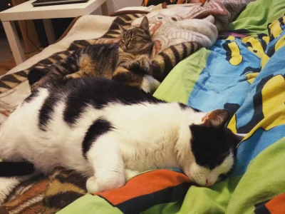 hangover - Dobranoc kotki.
#koty #kotki
