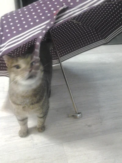 smutnaswinka - niedorozwinięty kotek :< 

#kot #koty #smiesznykotek #heheszki