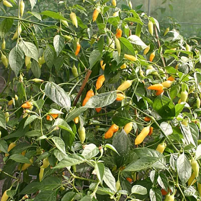 gobi12 - @gobi12: Aji Habanero. Bardzo ostra odmiana gatunku Capsicum baccatum, która...