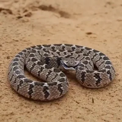 cheeseandonion - Dasypeltis – rodzaj węża z podrodziny Colubrinae w rodzinie połozowa...