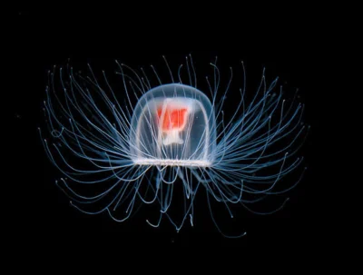 s.....w - Turritopsis nutricula. 
Gatunek meduzy, który jako pierwszy został uznany z...