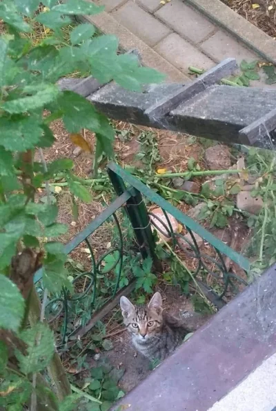 My-serotonin - Takiego kotka dziś spotkałam (｡◕‿‿◕｡)
#pokazkota #koty