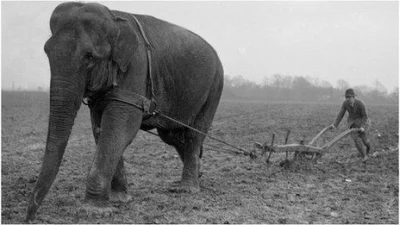 myrmekochoria - Mężczyzna ora pole przy pomocy słonia, okres I wojny światowej. Po 19...