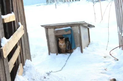 destabilizacja - Razem jest cieplej :)
#smiesznypiesek #koty #zima #izismile