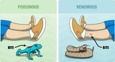 szczenki - Słówka na dziś: poisonous vs venomous
#angielski #angielskiszczenk #jezyk...