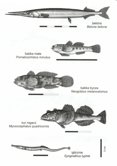 p.....2 - takie tam przykładowe porównanie długości ryb z Bałtyku 
#baltyk #ryby #fa...