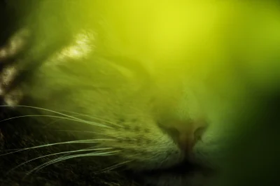 Zurawinka95 - @Zurawinka95: kot w kapuście 
#zurfix #koty #kot #kotbobek #zielone #d...