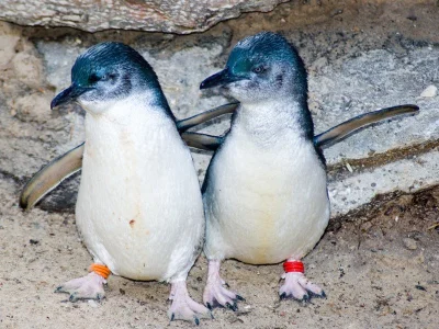 Juran - #pingwiny #pingwinboners #juranzwierzaczki