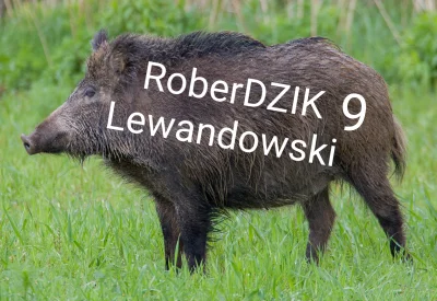 JorgNovartis - Robert Lewandowski zdrobniale 

#mecz #roberdzik