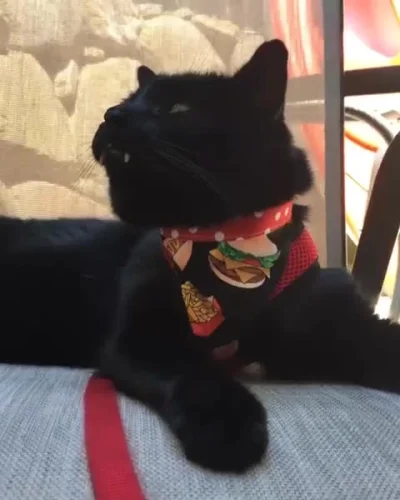 Koleandra - Monk, coś te wampirze kotki mają fajnego

https://www.instagram.com/mon...