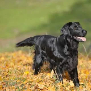 FrauWolf - @HughGrandZiemiOdzyskanych: Nie, ale są flat coated retrievery, które (pra...