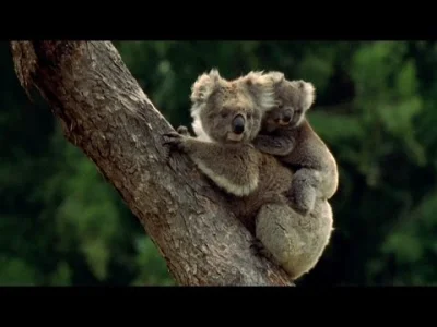 zielu14 - Misie koala jedzą gówno!