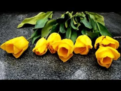 artie92 - żółte tulipany...
#dzienkobiet2017 #wykop #wykopowygrafik