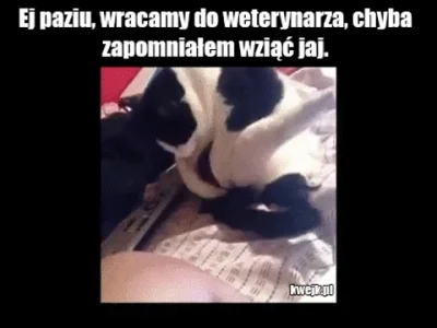 l.....w - #heheszki #humorobrazkowy #gfycat #koty