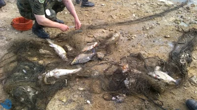 hasek34 - @Gopnik: rybacy pzw + kłusole + zatruwanie rzek ( warta rok temu) = brak ry...