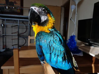 blacktyg3r - #wykopowypapug #zwierzeta #papugi #ara 

Poniżej 2 fotki naszego już n...