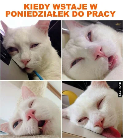 kamisan - #dziendobry #poniedzialek #pracbaza #heheszki #humorobrazkowy