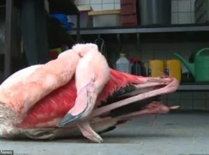 Zdejm_Kapelusz - Dzieci na śmierć skatowały flaminga w ZOO w Czechach.

W czeskim J...