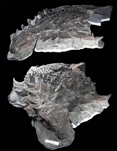 Prekambr - Skamieniałości Borealopelta markmitchelli, zdjęcie pochodzi z opisu tego d...