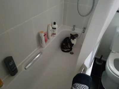 Panczenisci - Kot jest dziwny. Kazdego ranka wlazi do wanny i siedzi pod kranem. Uprz...