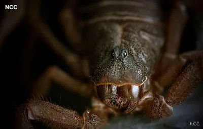 GraveDigger - Jaka sympatyczna mordka ( ͡° ͜ʖ ͡°)
#zwierzaczki #skorpiony