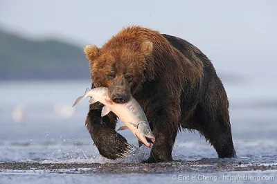 johanlaidoner - Niedźwiedź z wyspy Kodiak (Ursus arctos middendorffi) z Alaski (USA)-...