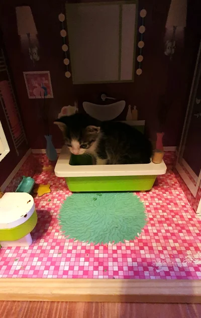 dzikslaw - pora na mycie

#kot #koty #koteczkizprzypadku #pokazkota