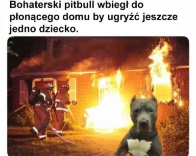 KoszernyChomik - Co prawda pitbull ale ( ͡° ͜ʖ ͡°)