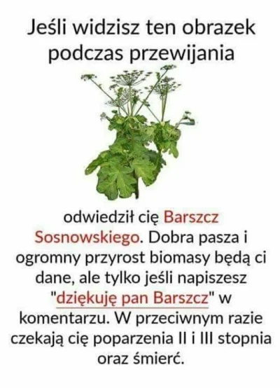 ViceroyNiebieski - #barszczsosnowskiego #sosnowski