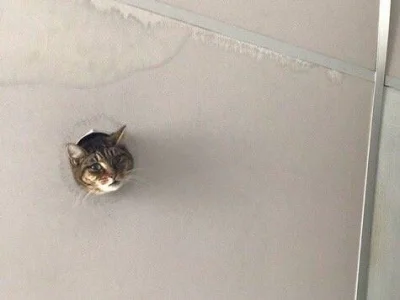 Latch - Kot sasiada z góry #kot