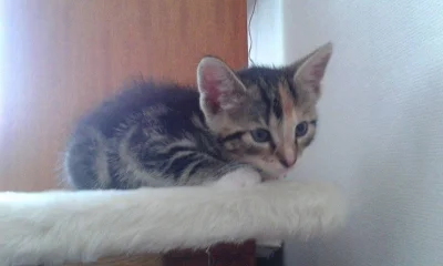sylwia-m - Poznajcie moją Klarę. :)
#koty #pokazkota