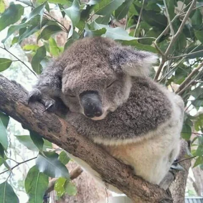 Najzajebistszy - Pół godzinki dla słoninki. ʕ•ᴥ•ʔ 

#zwierzaki #koala #koalowabojowka...