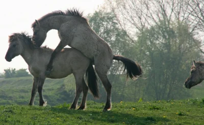 FejsFak - Te konie mają dokładnie taki związek jaki mi się marzy ʕ•ᴥ•ʔ
#zwierzaczki ...