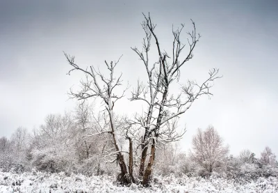 gtk90 - pierwszy śnieg w Białowieży, połowa listopada 2016. Canon 6d + nikkor 35mm :P...