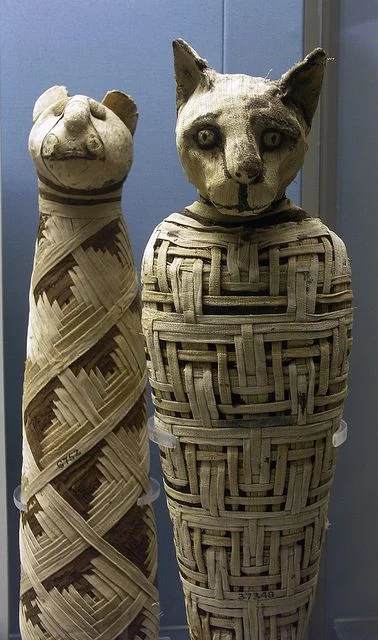 Pshemeck - Zmumifikowane egipskie koty.
#smiesznypiesek #koty #mumifikacja #whocares