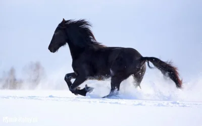 pifpaftargetdown - @lewactwo: #konie > #tramwaje
Koń dowiezie cię wszędzie i nie wym...