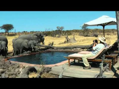 starnak - Słonie przy basenie