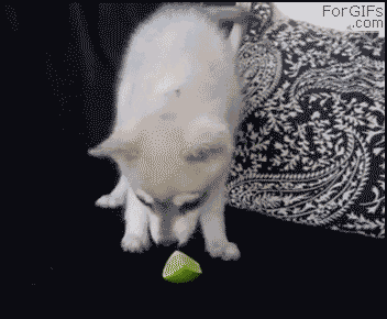 mateusz-skrzyniecki1 - #gif #smiesznypiesek #heheszki #limonka