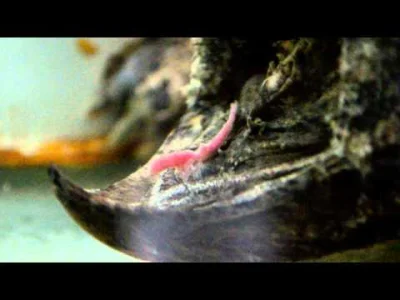 Szukal - Żółw ten posiada na języku wypustkę która przypomina wijącego się robaka. Uż...