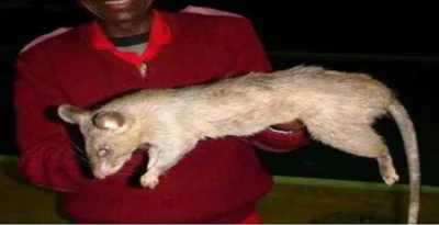 D.....k - @Nicolai: @mobilisinmobile: No faktycznie w Afryce nawet szczury mają więks...