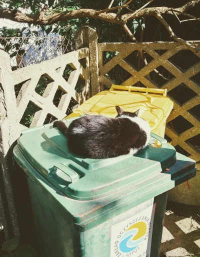 Sam_Marton - Kiedy zostało ci juz tylko jedno zycie i czekasz na śmieciarkę.
#koty #...