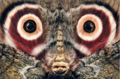 Artktur - Ćma Gynanisa maja z Afryki posiada wzory na skrzydłach przypominających ocz...